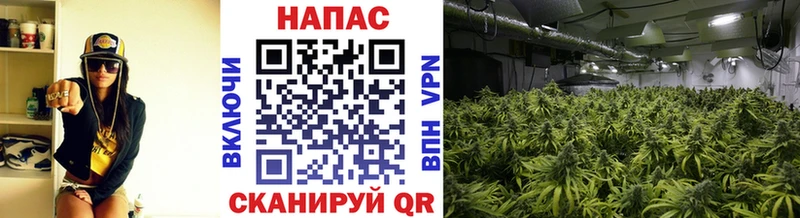 Каннабис сатива  даркнет сайт  Нарткала 